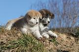 AKITA INU 091